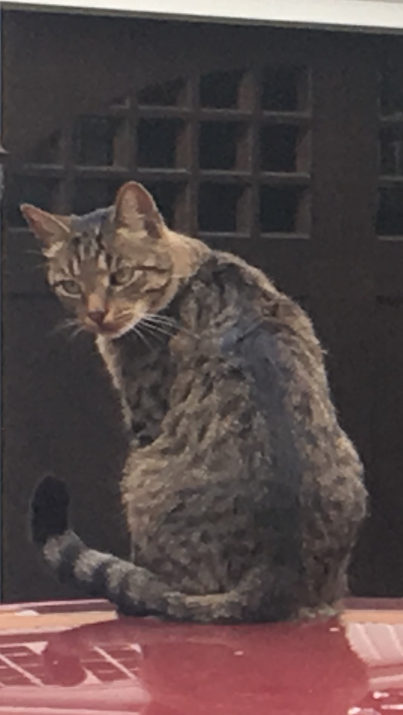 Image of Kobu, Lost Cat