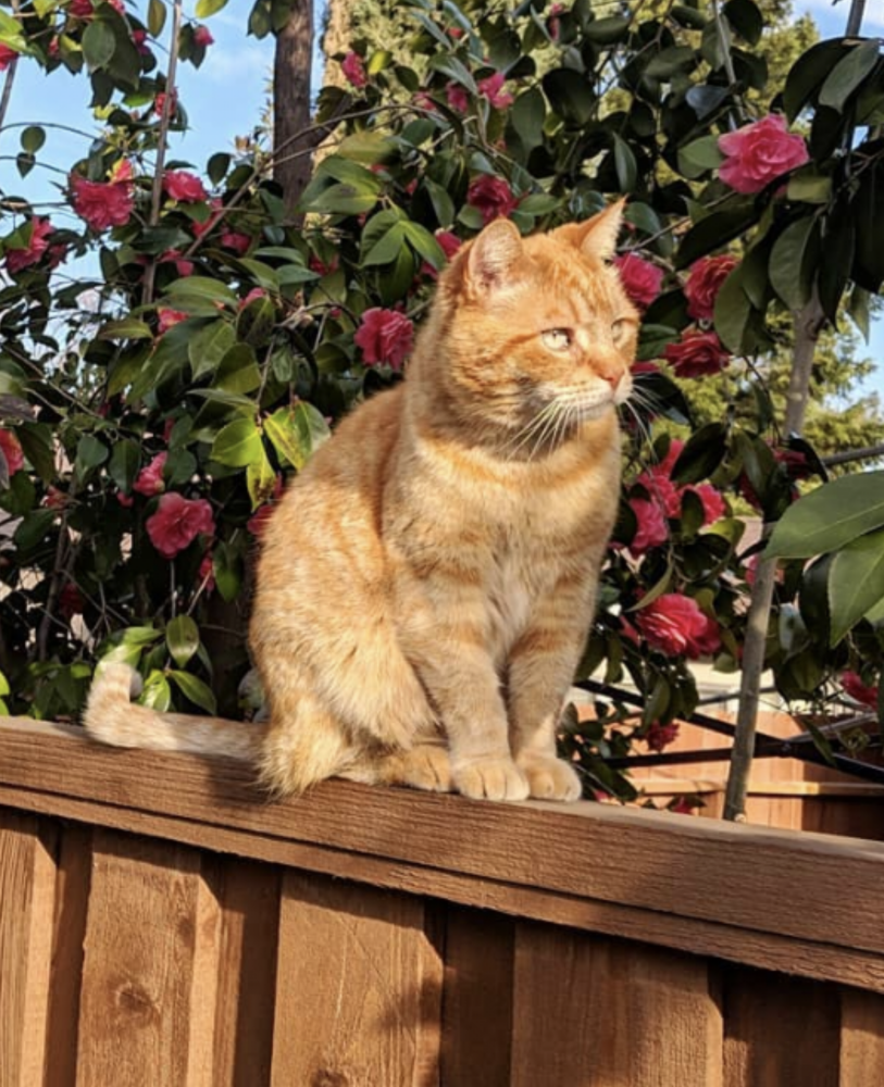 Image of Julius, Lost Cat