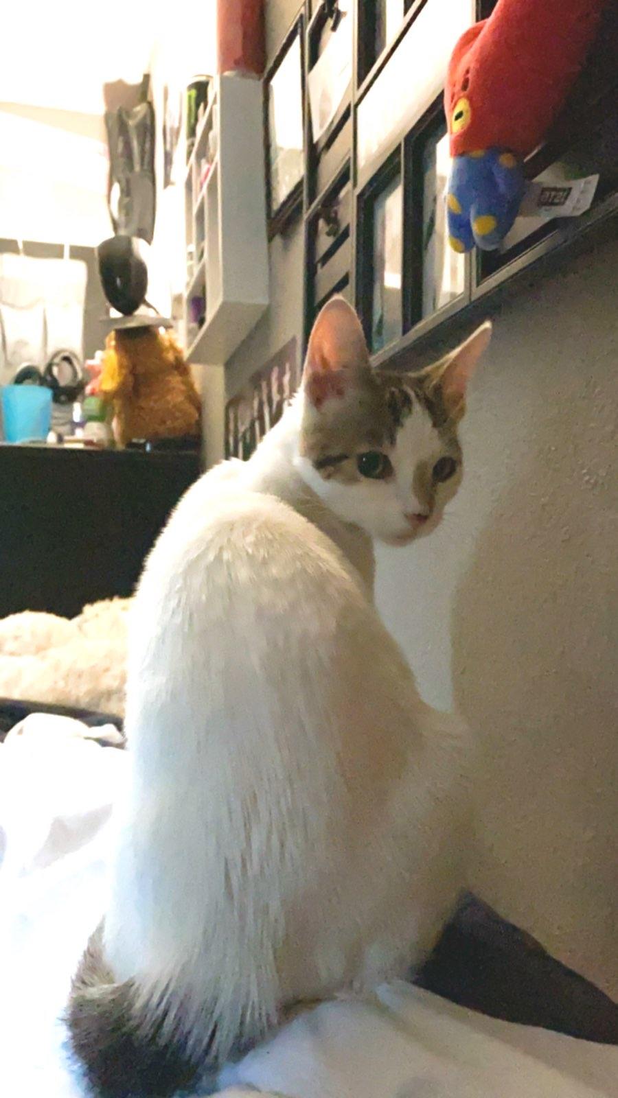 Image of Kitty Rascon, Lost Cat
