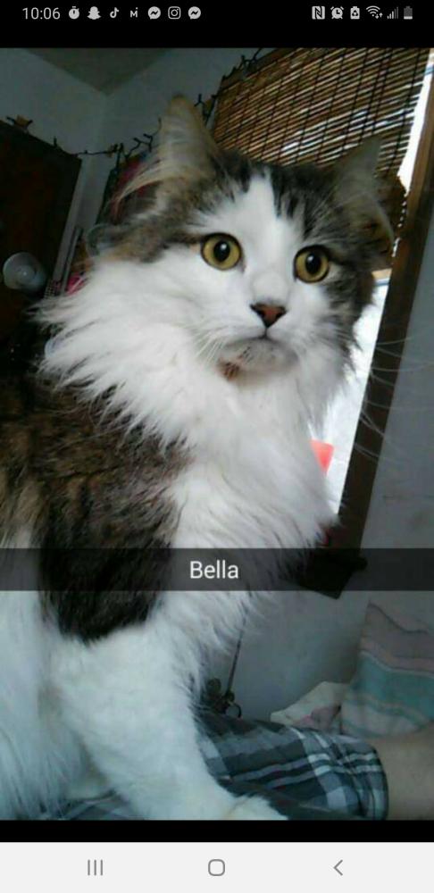 Image of bella, Lost Cat