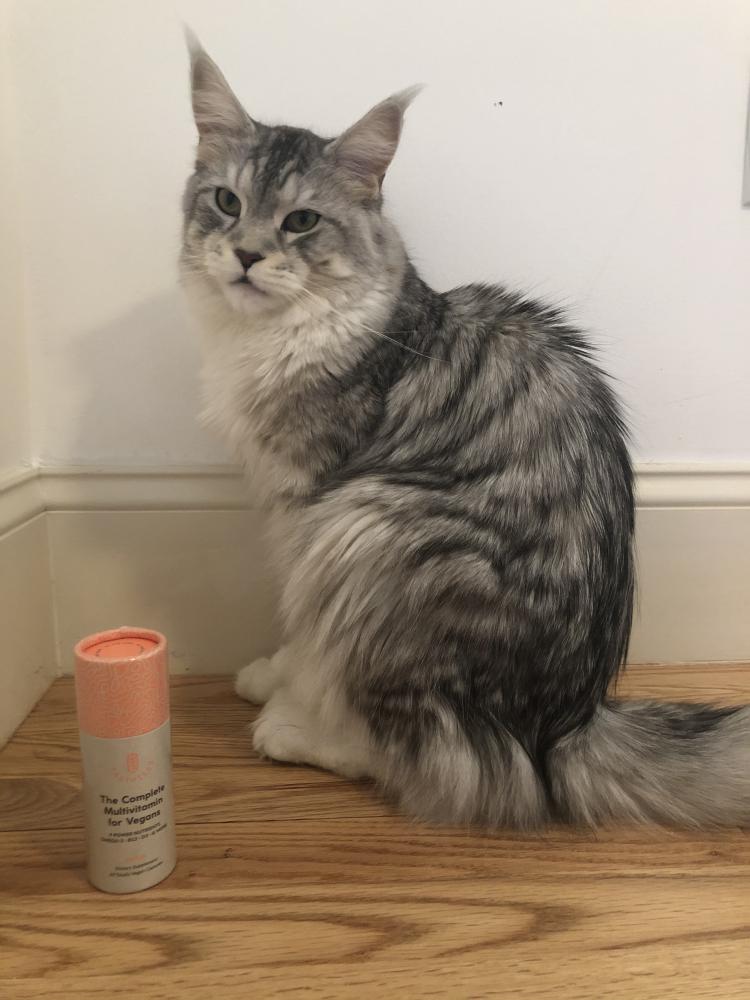 Image of Feefer, Lost Cat