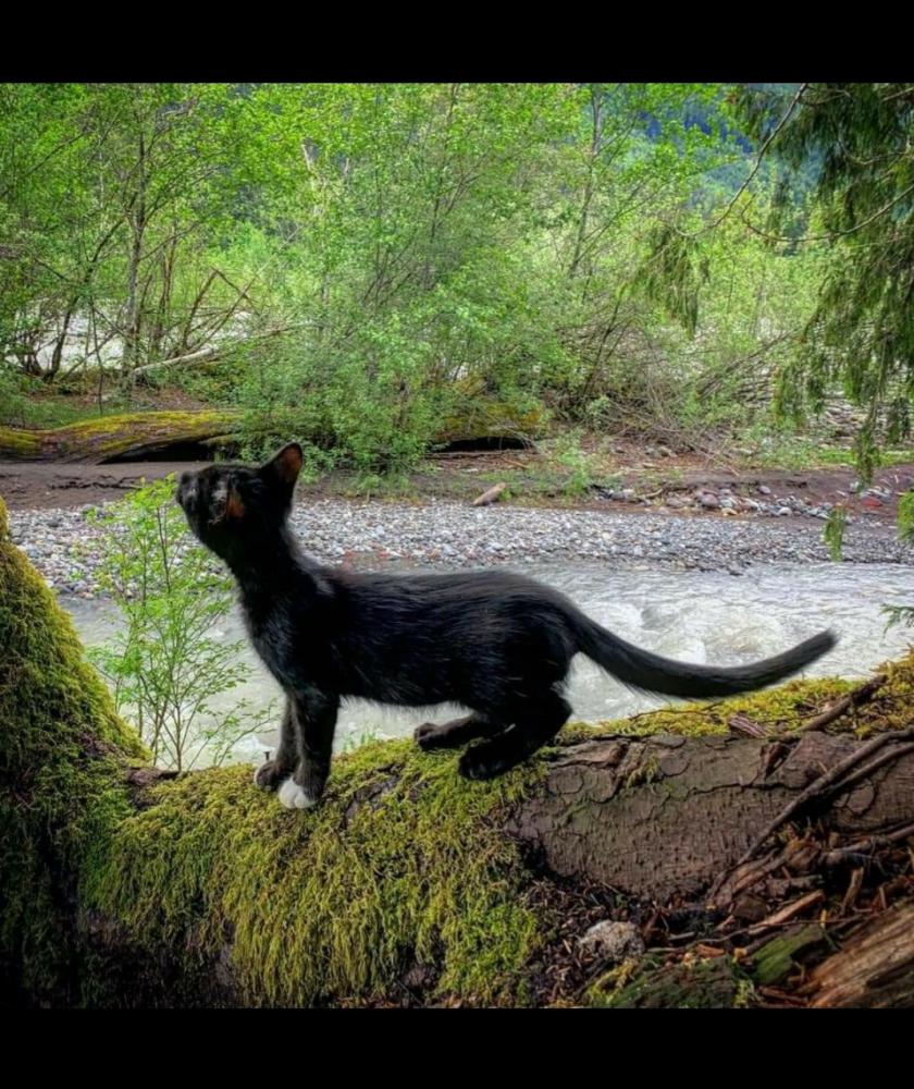 Image of Zeek, Lost Cat