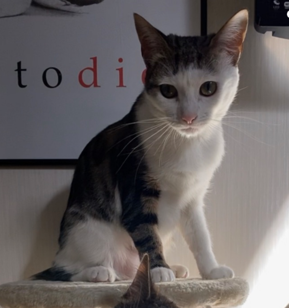 Image of Corona, Lost Cat