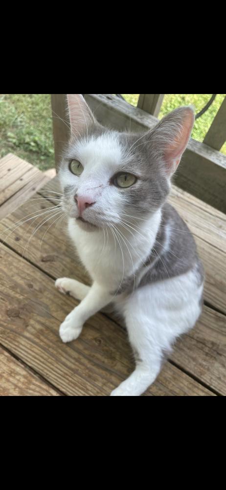 Image of Stubs, Lost Cat