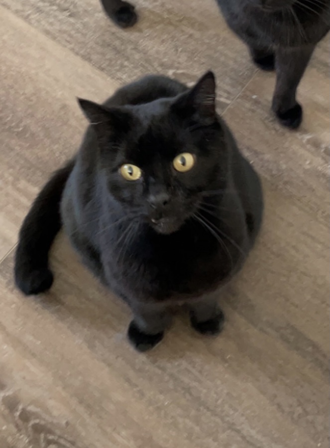 Image of Peter, Lost Cat