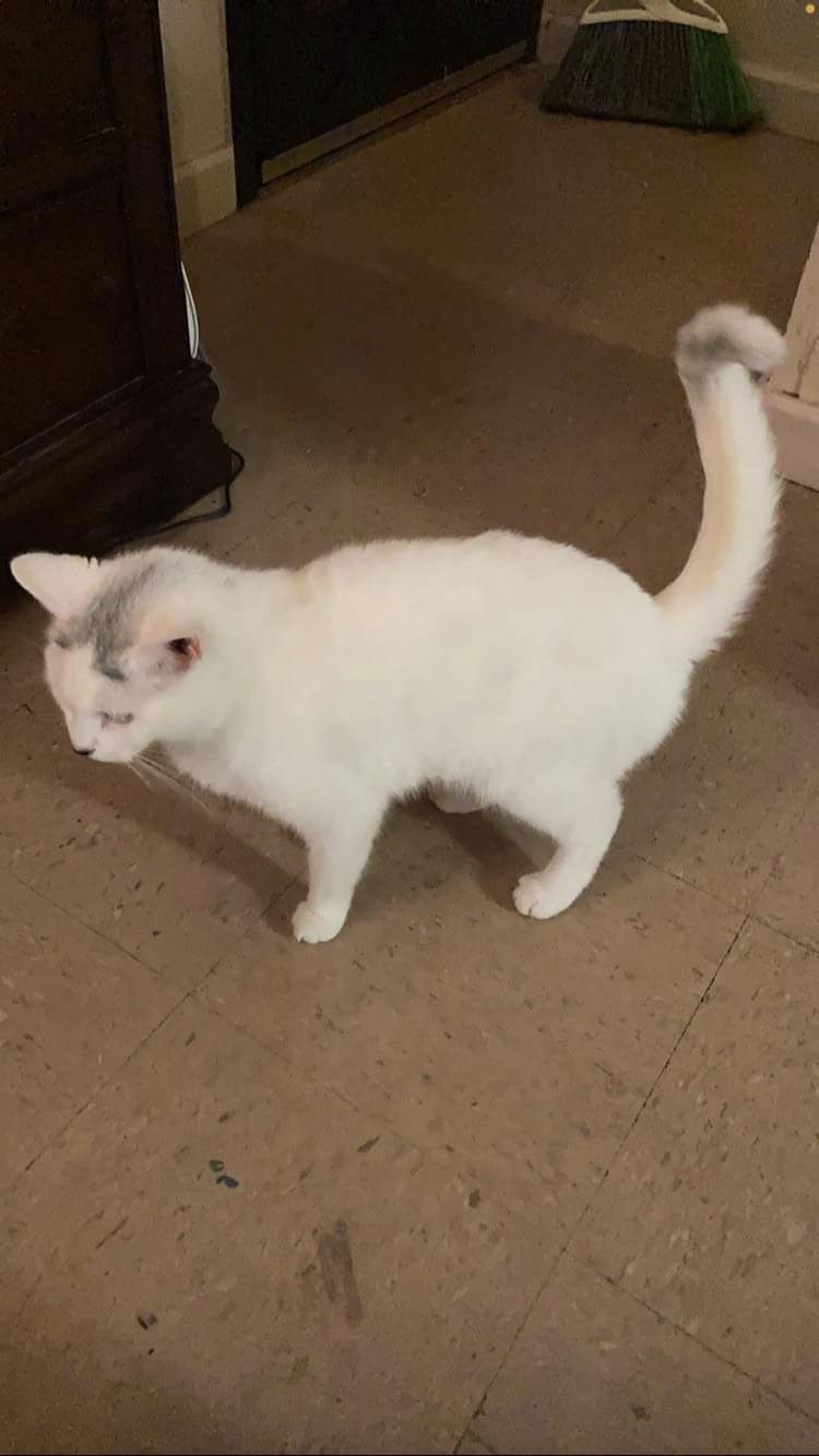Image of Bella, Lost Cat