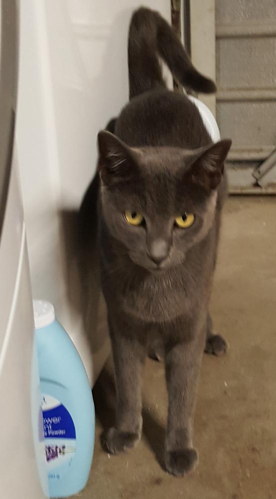 Image of Smokey (Goosey), Lost Cat