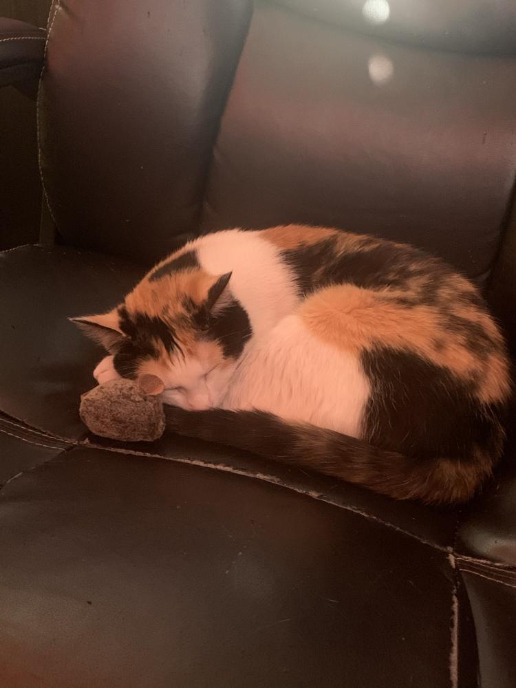 Image of peanut, Lost Cat