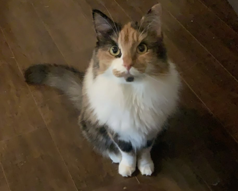 Image of Giselle, Lost Cat
