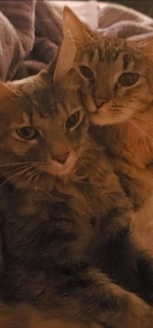 Image of Meany and Miny, Lost Cat