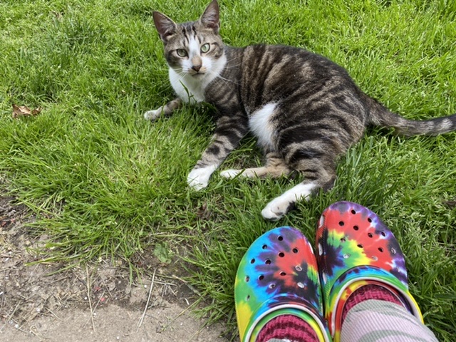 Image of Smudge, Lost Cat