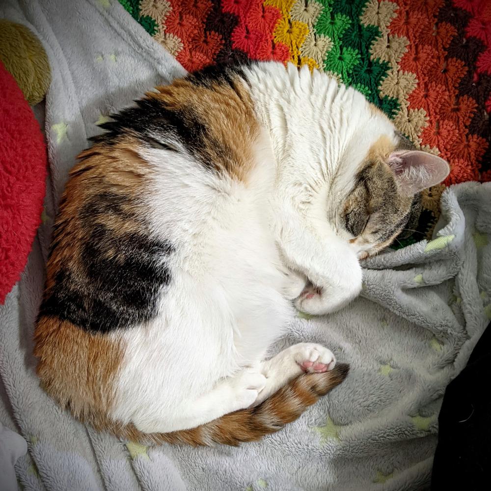 Image of Squish, Lost Cat