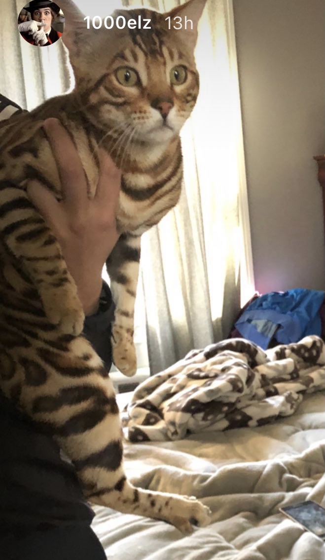 Lost Cat Bengal Cat in REVERE, MA - Lost My Kitty