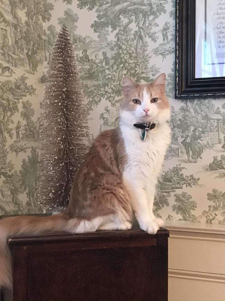 Image of Bingley, Lost Cat