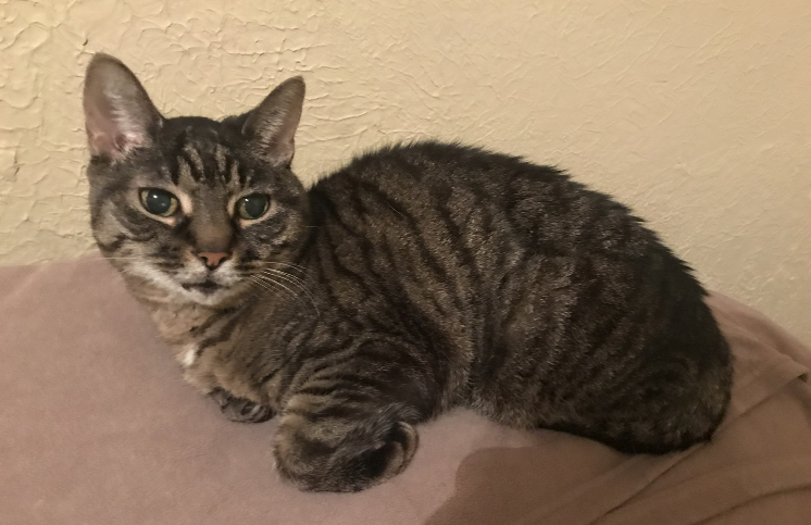 Image of Kayla, Lost Cat