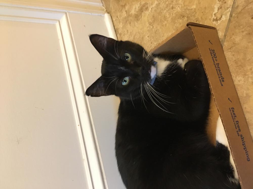 Image of Tux, Lost Cat