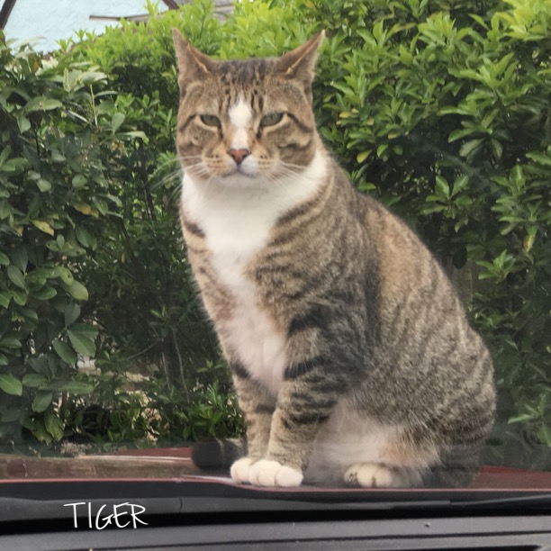 Image of TIGER, Lost Cat