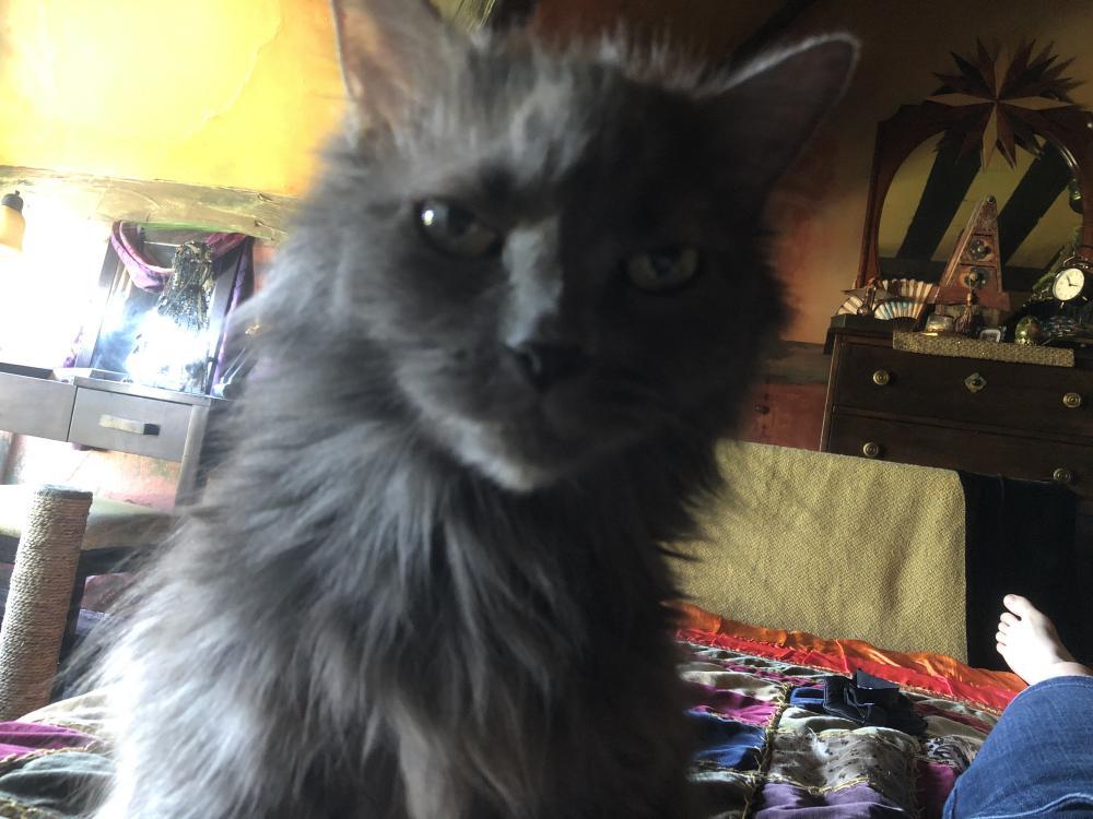 Image of Althea, Lost Cat