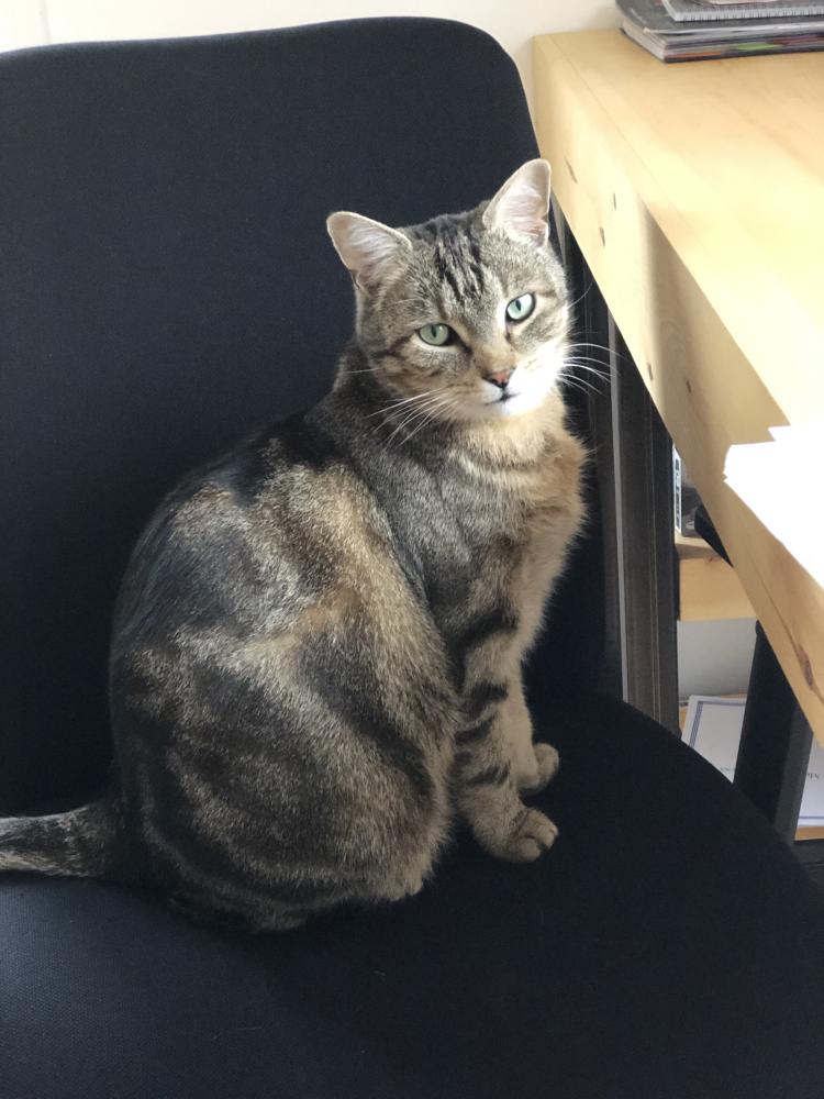Image of Cisco, Lost Cat