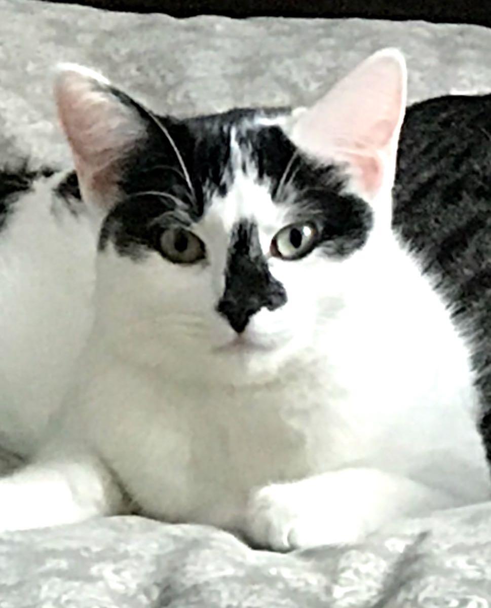 Image of Addison, Lost Cat
