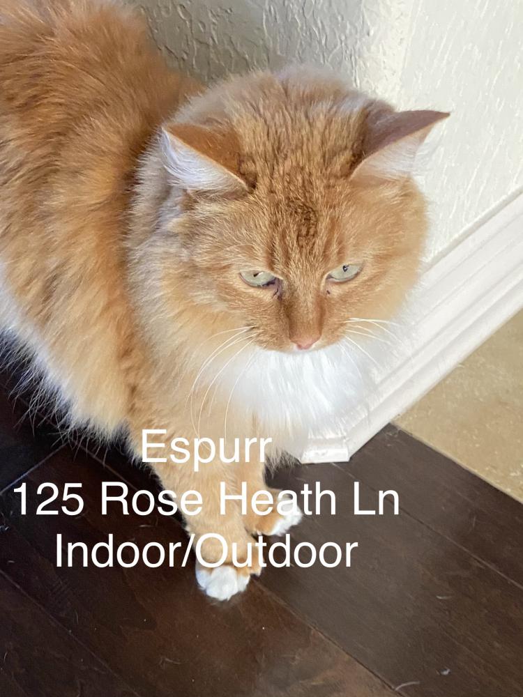 Image of Espurr, Lost Cat