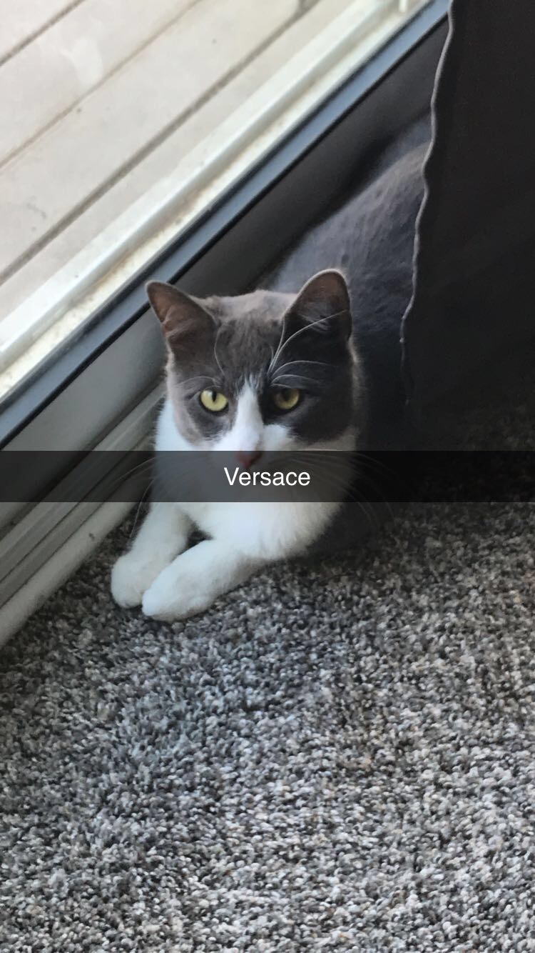 Image of Versace, Lost Cat