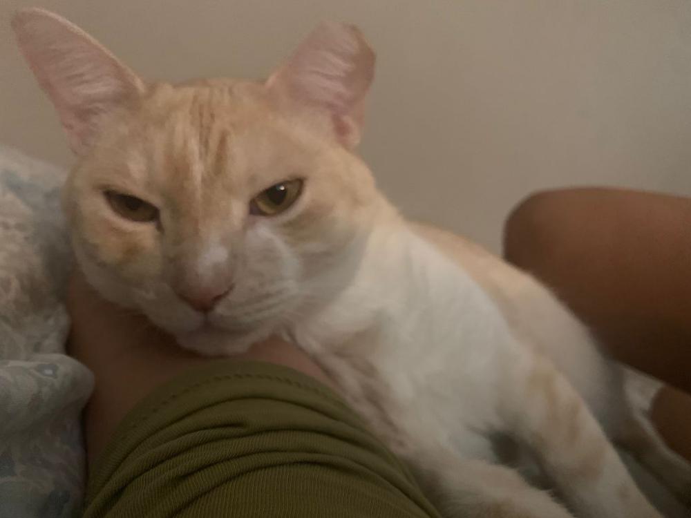 Image of amber, Lost Cat