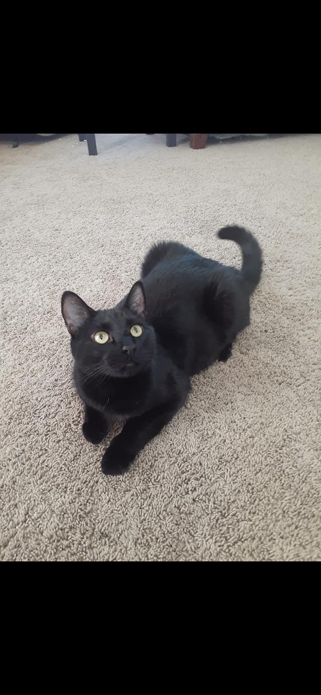Image of Onyx, Lost Cat
