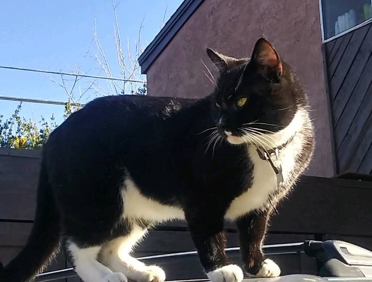 Image of OLIVER, Lost Cat