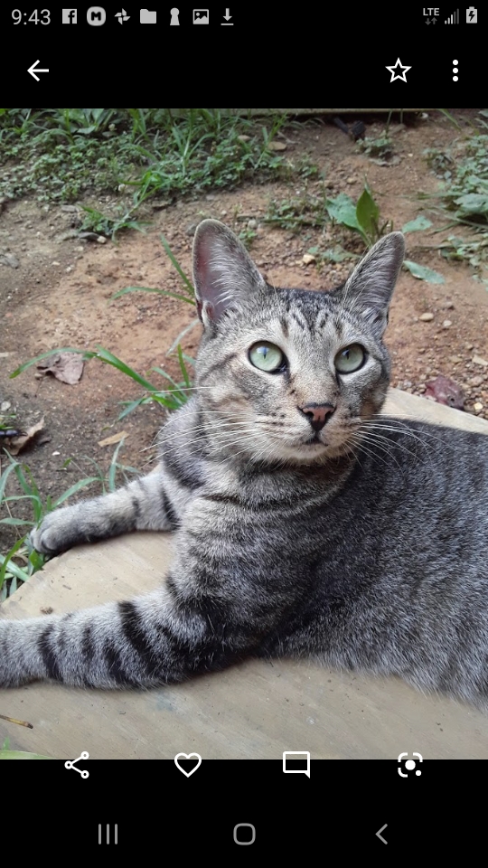 Image of Sancho, Lost Cat