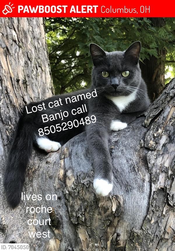 Image of Banjo, Lost Cat