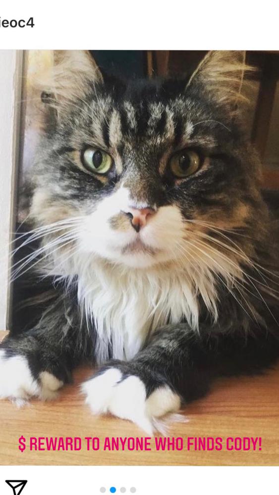 Image of Cody, Lost Cat