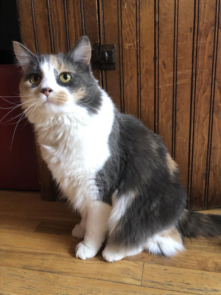 Image of Carlie, Lost Cat
