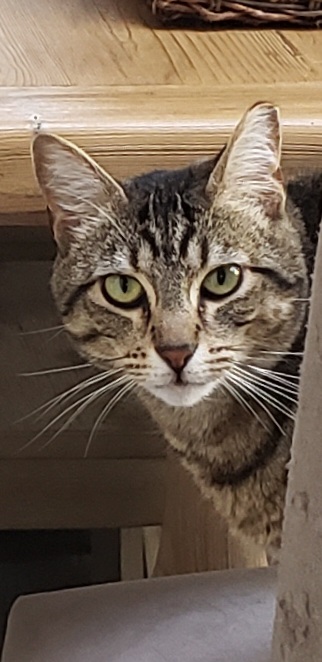 Image of Tory, Lost Cat