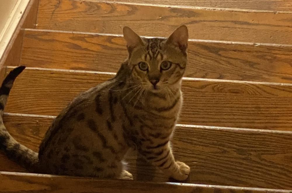 Image of Bamboo, Lost Cat