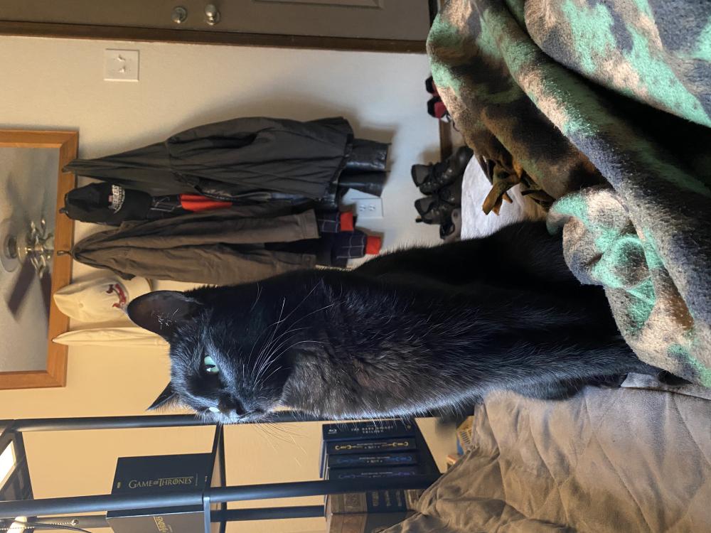 Image of Toothless(TootToot), Lost Cat
