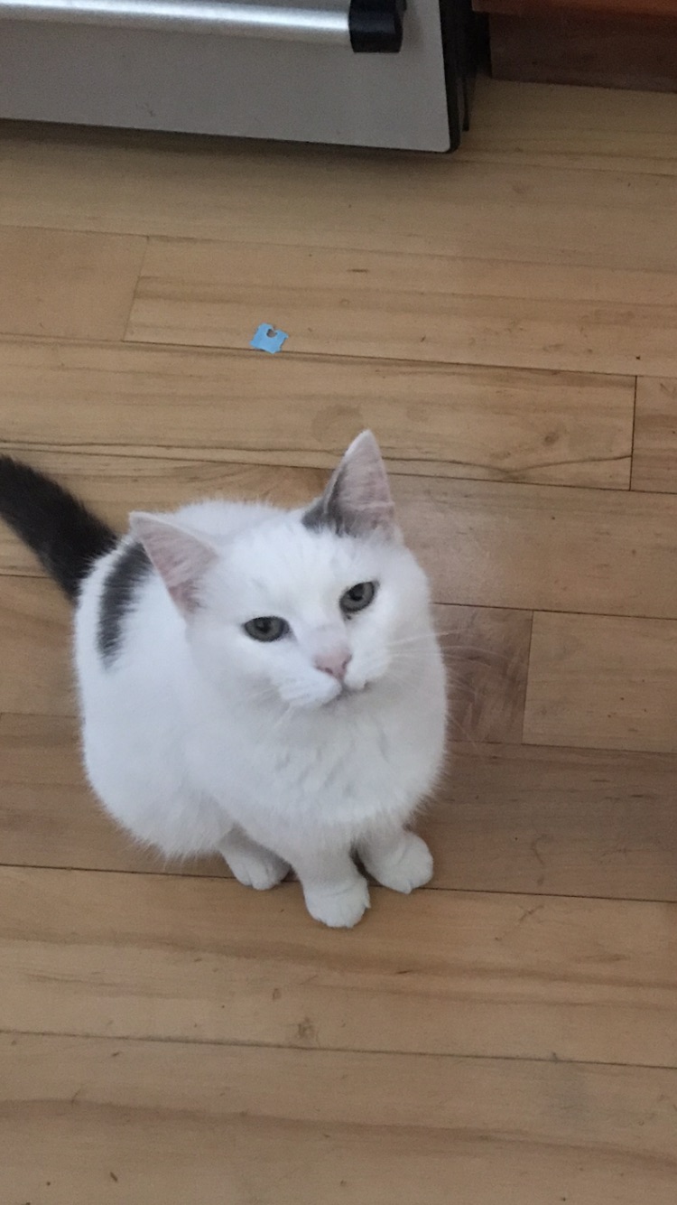 Image of Lydia, Lost Cat