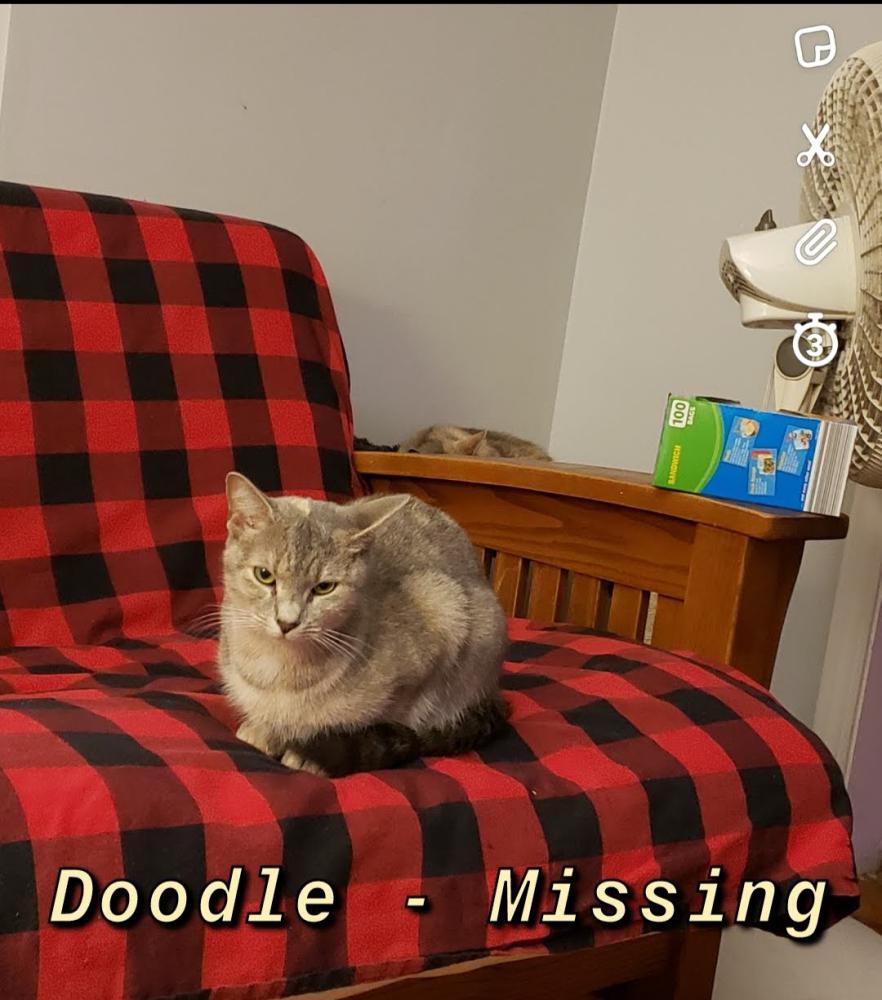 Image of Doodle, Lost Cat