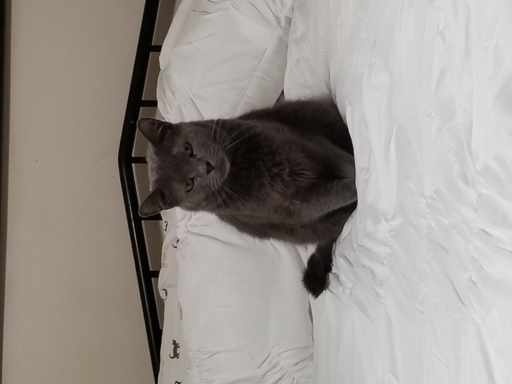 Image of Smokey, Lost Cat