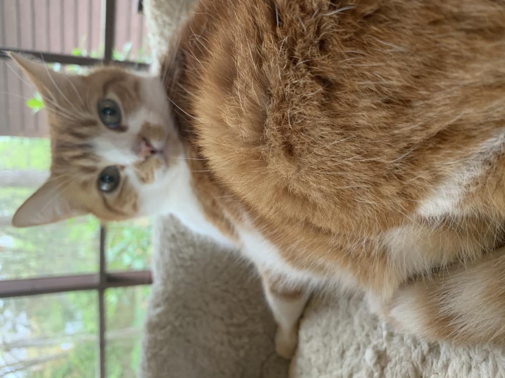 Image of Juno, Lost Cat