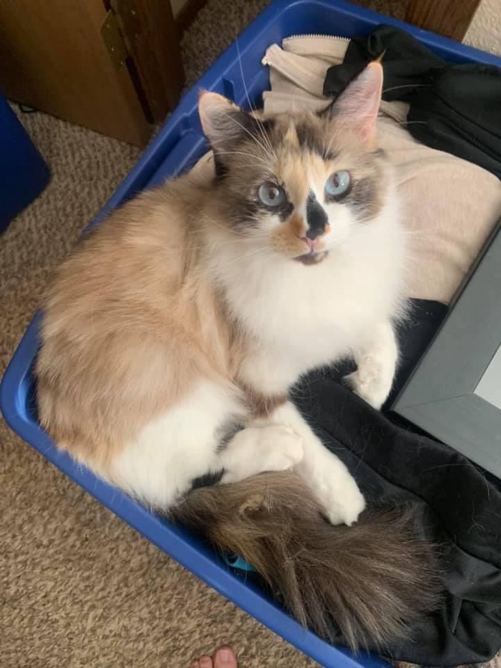 Image of Sapphire, Lost Cat