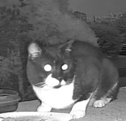Image of Black and White Cat, Found Cat