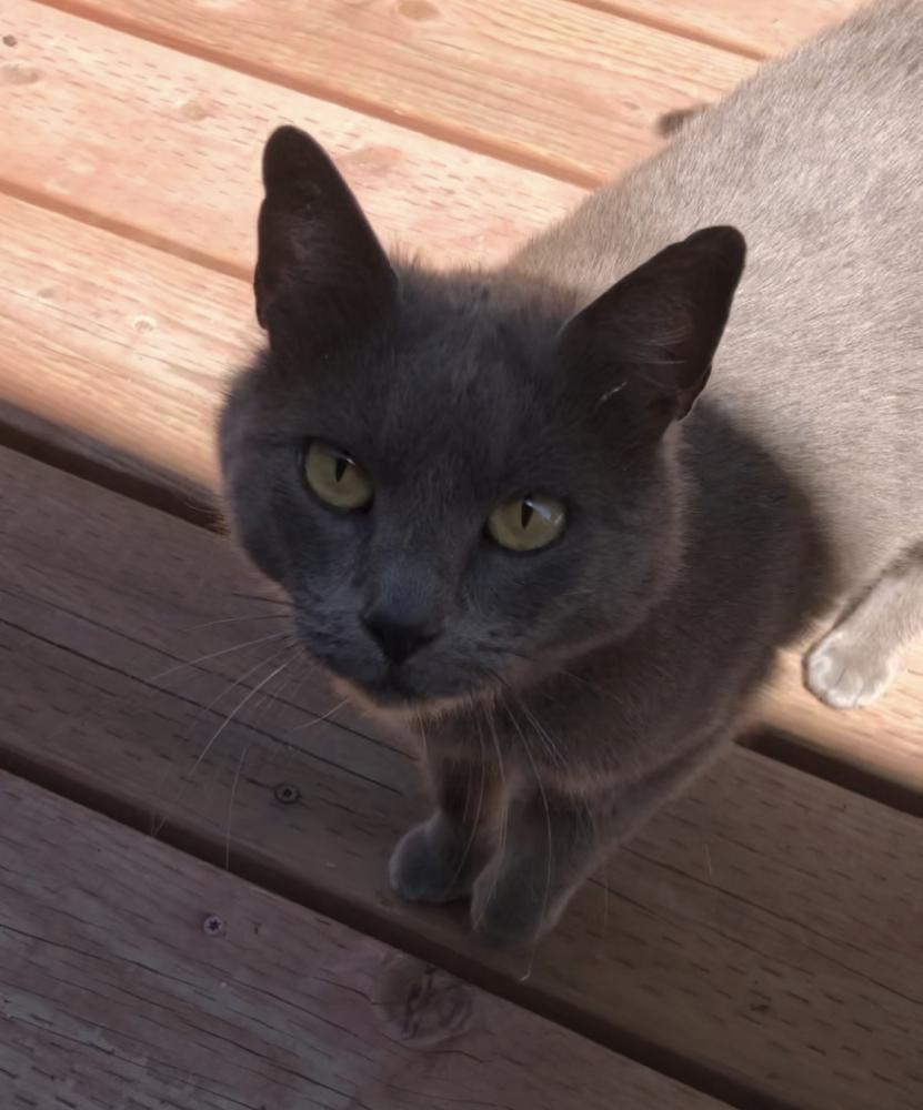 Image of Unknown gray kitty, Found Cat
