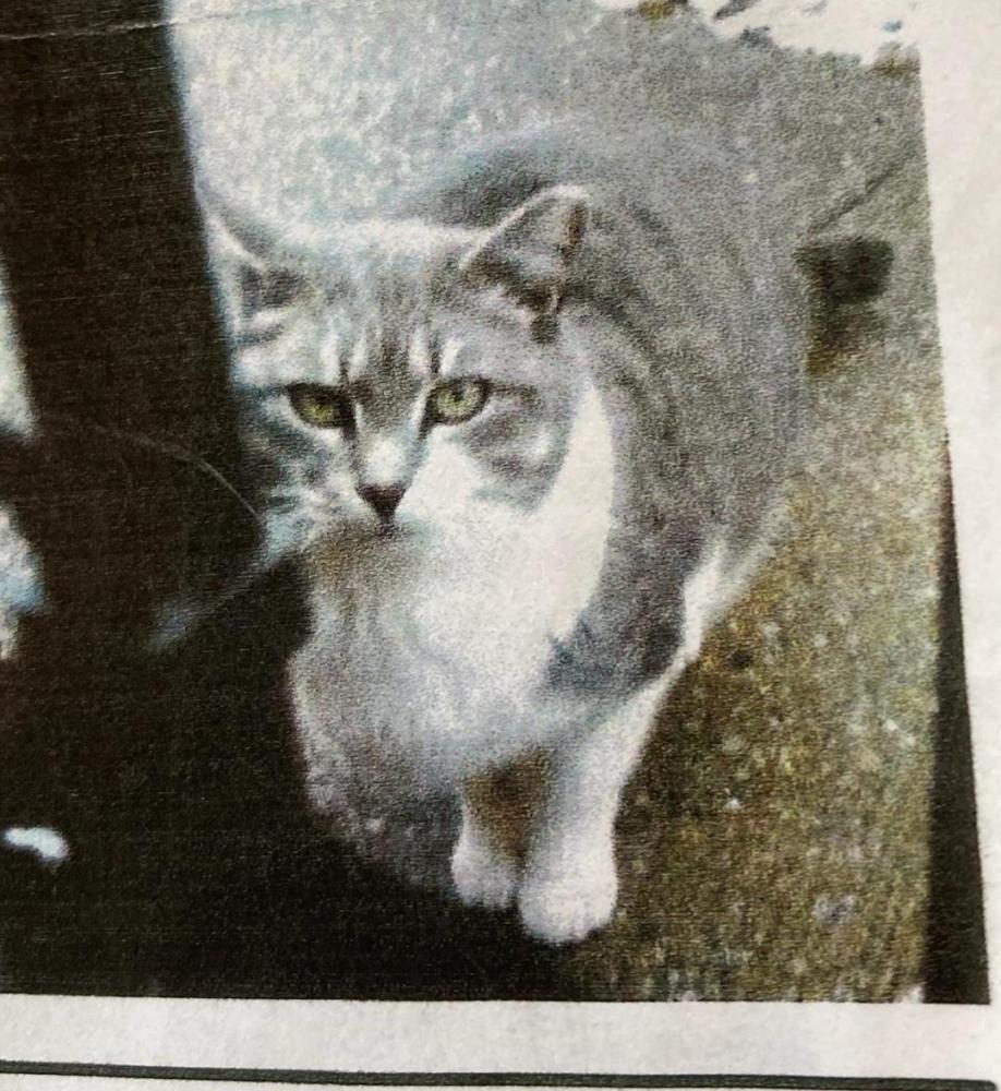 Image of maci, Lost Cat