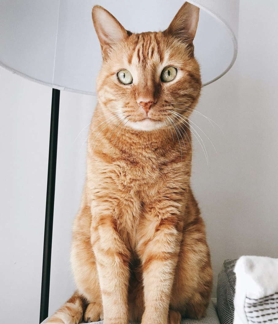 Image of Cooper, Lost Cat
