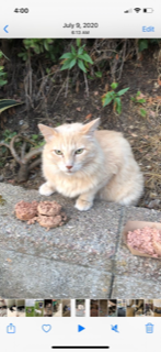 Image of MORRIS, Lost Cat