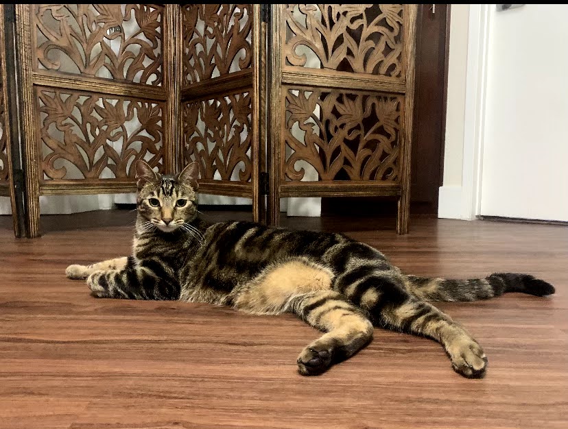 Image of TIGER, Lost Cat