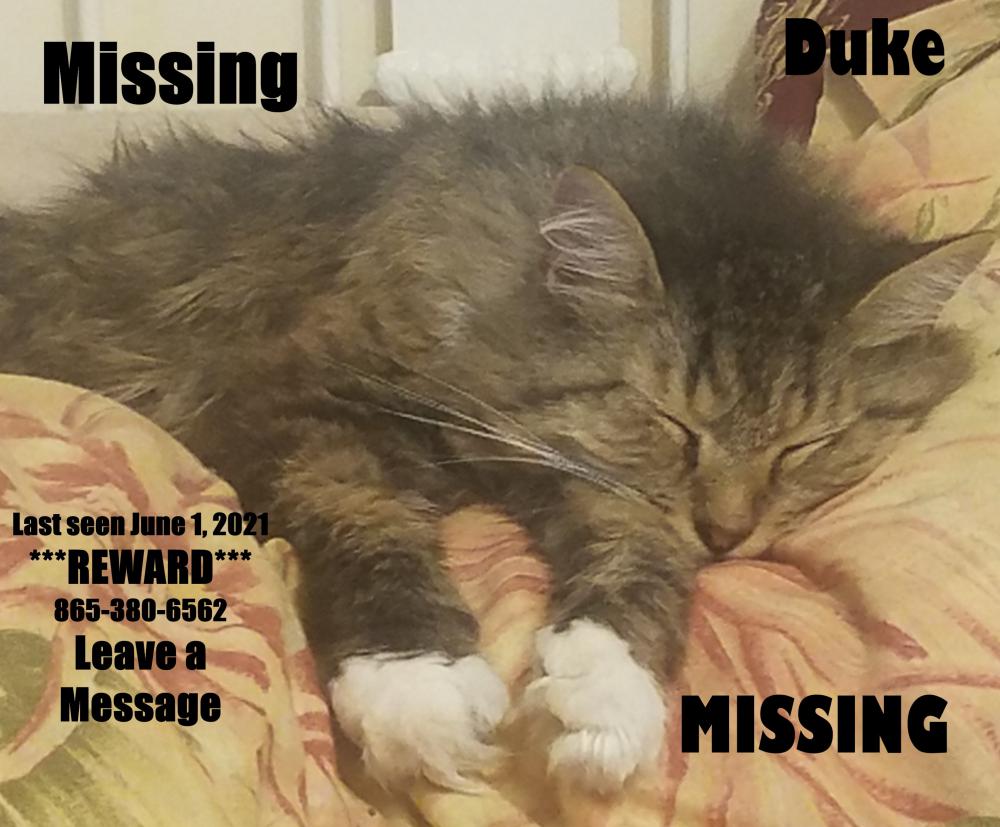 Image of Duke, Lost Cat