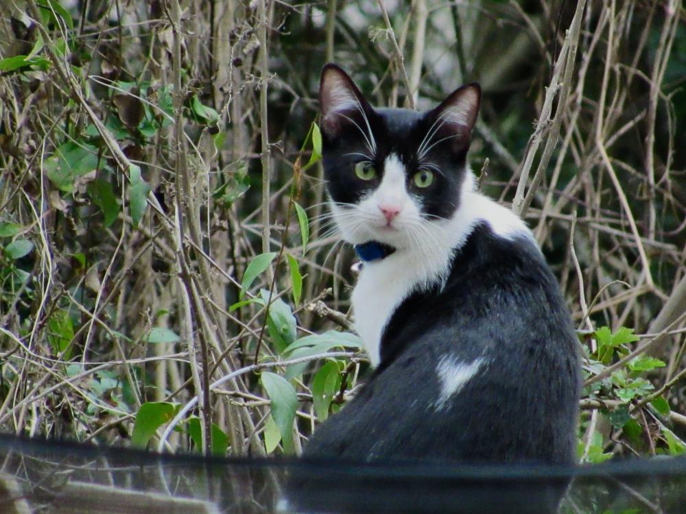 Image of Chiquitito, Lost Cat