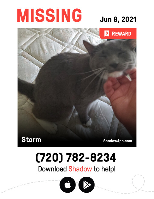 Image of STORM, Lost Cat